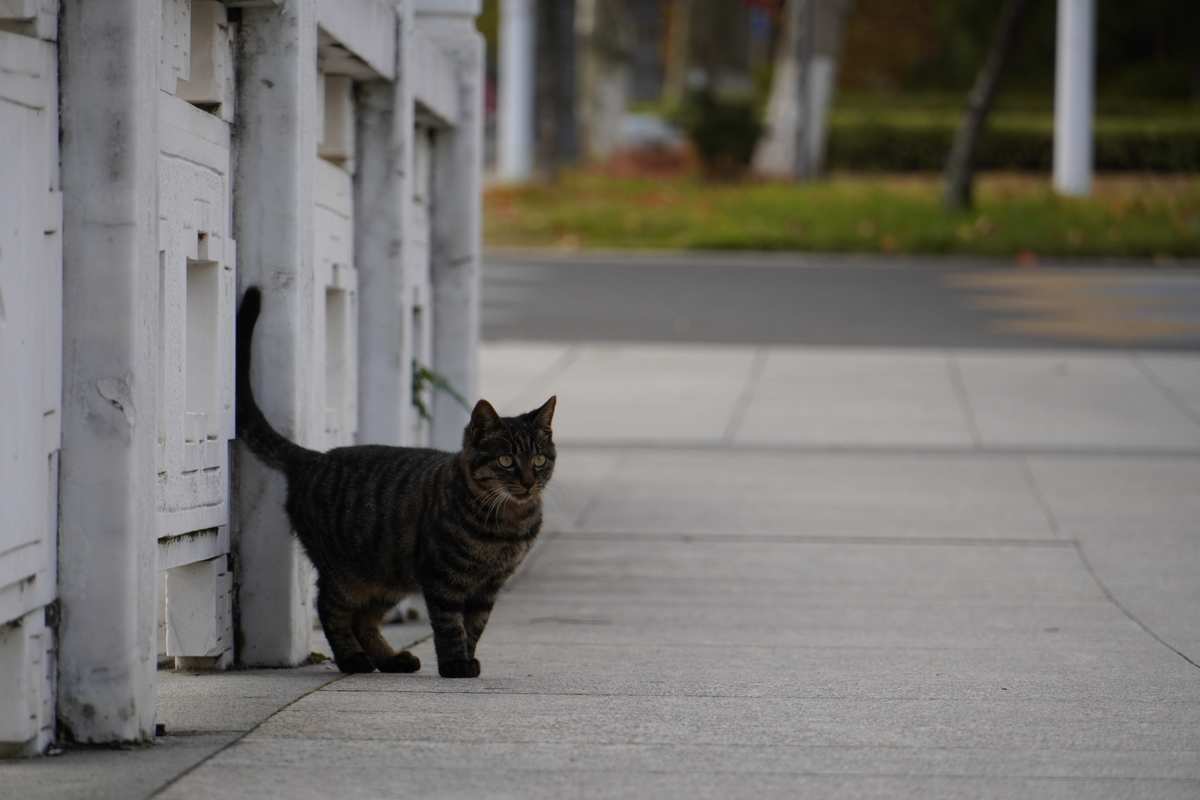 视频猫眼_视频猫猫_快猫视频app