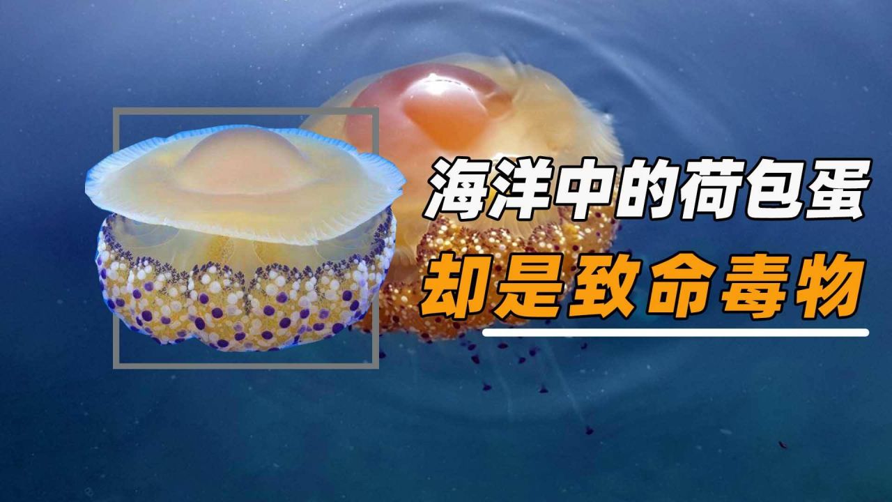 水母可以吃蛋黄吗_水母蛋有毒吗_蛋黄水母爆炸图片