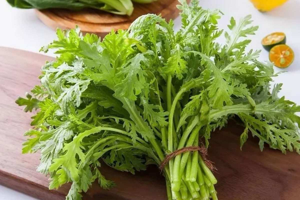 魁蒿是艾草吗_魁蒿_魁蒿图片
