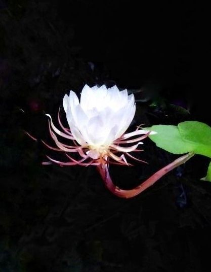 忧昙花蕊位置_忧昙花_忧昙花的花蕊怎么采摘