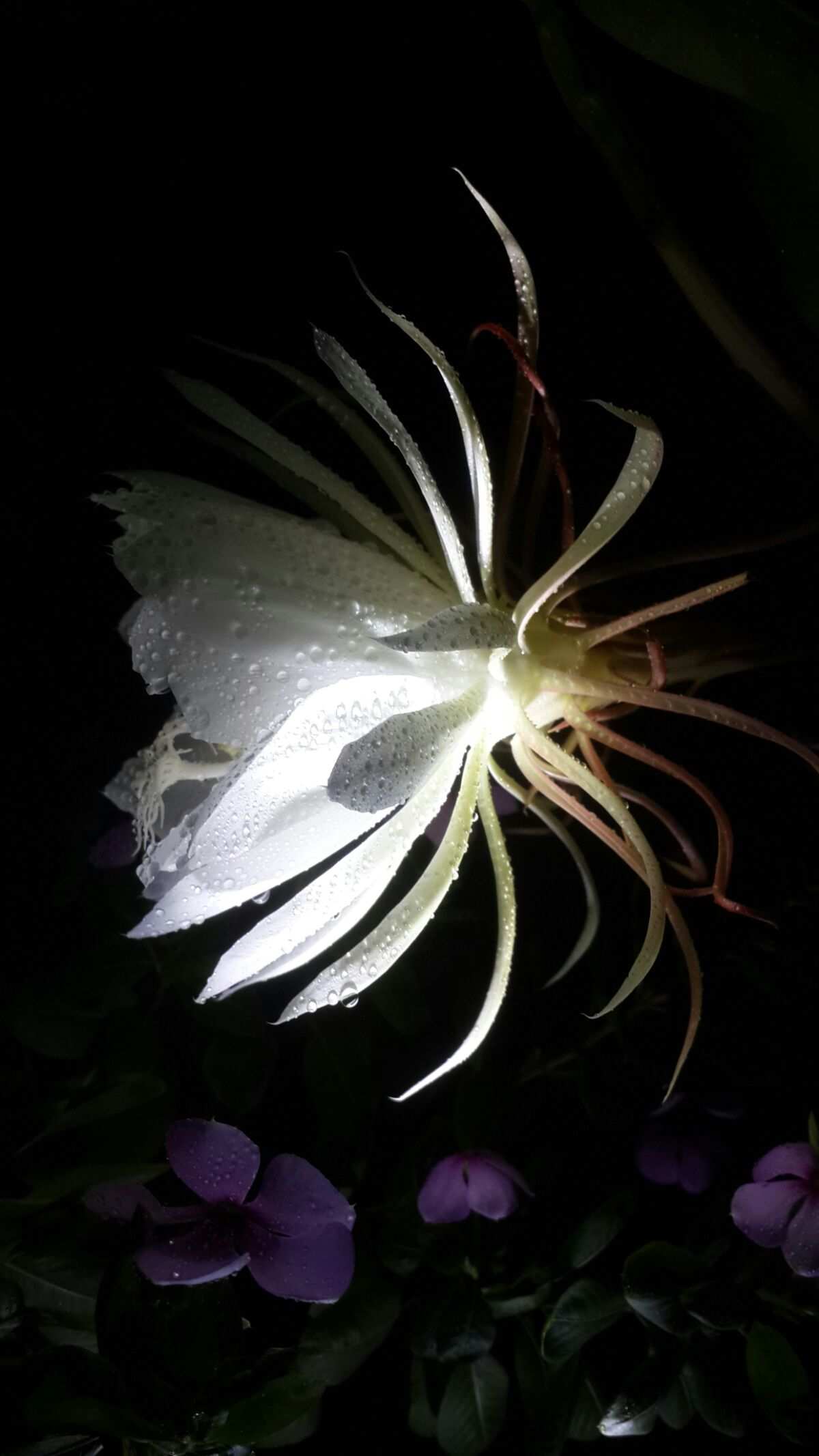 忧昙花蕊位置_忧昙花的花蕊怎么采摘_忧昙花