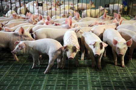 农场经营类手机单机游戏_农场经营游戏手游_手机游戏农场经营