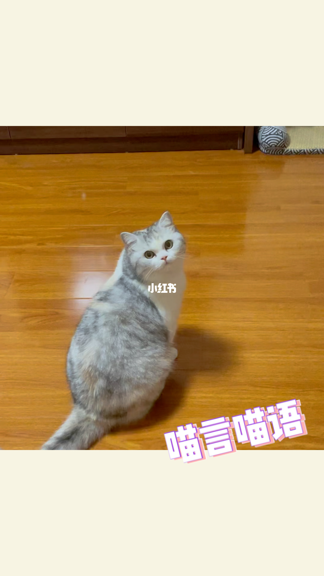 小猫会说话的游戏_手机小猫讲话游戏_小猫说话的游戏