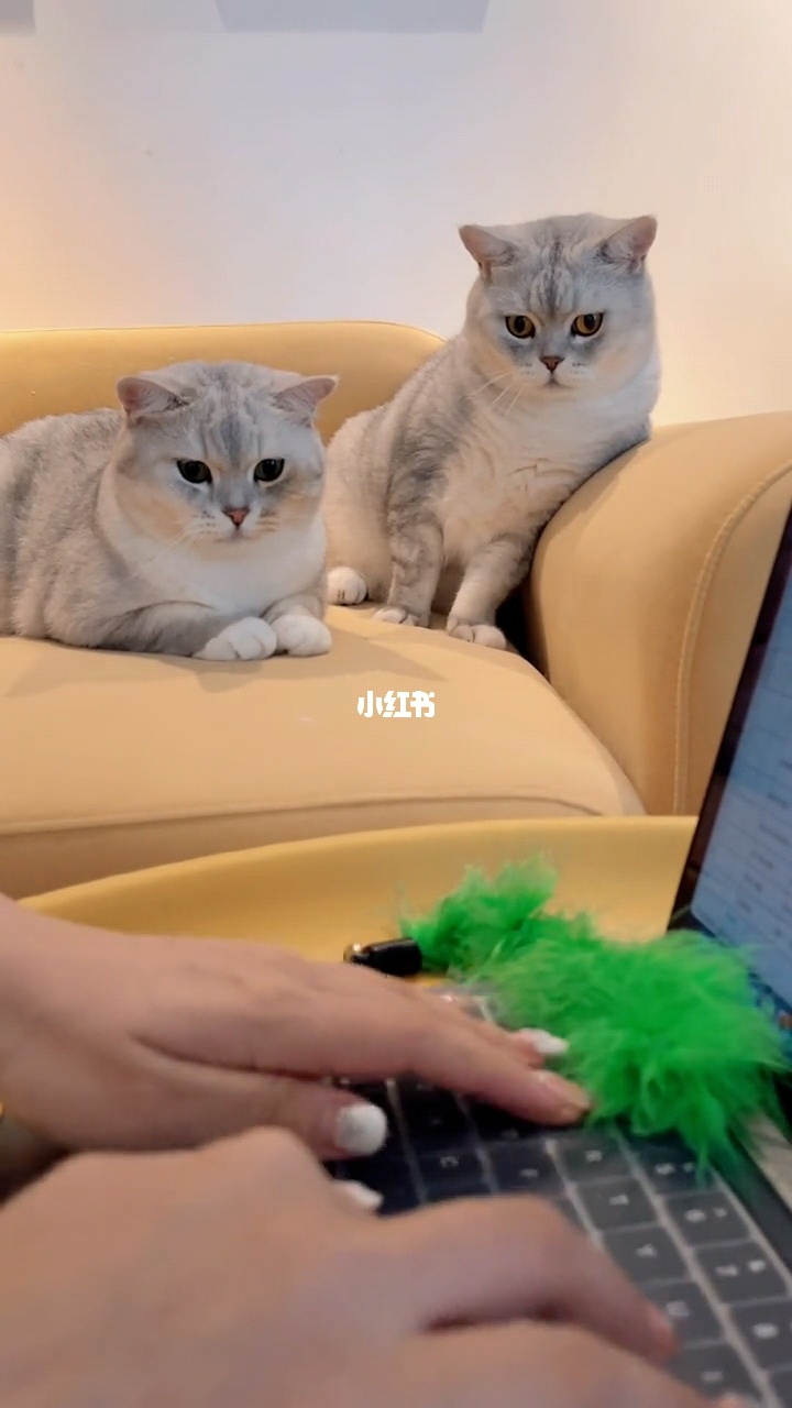 小猫会说话的游戏_手机小猫讲话游戏_小猫说话的游戏