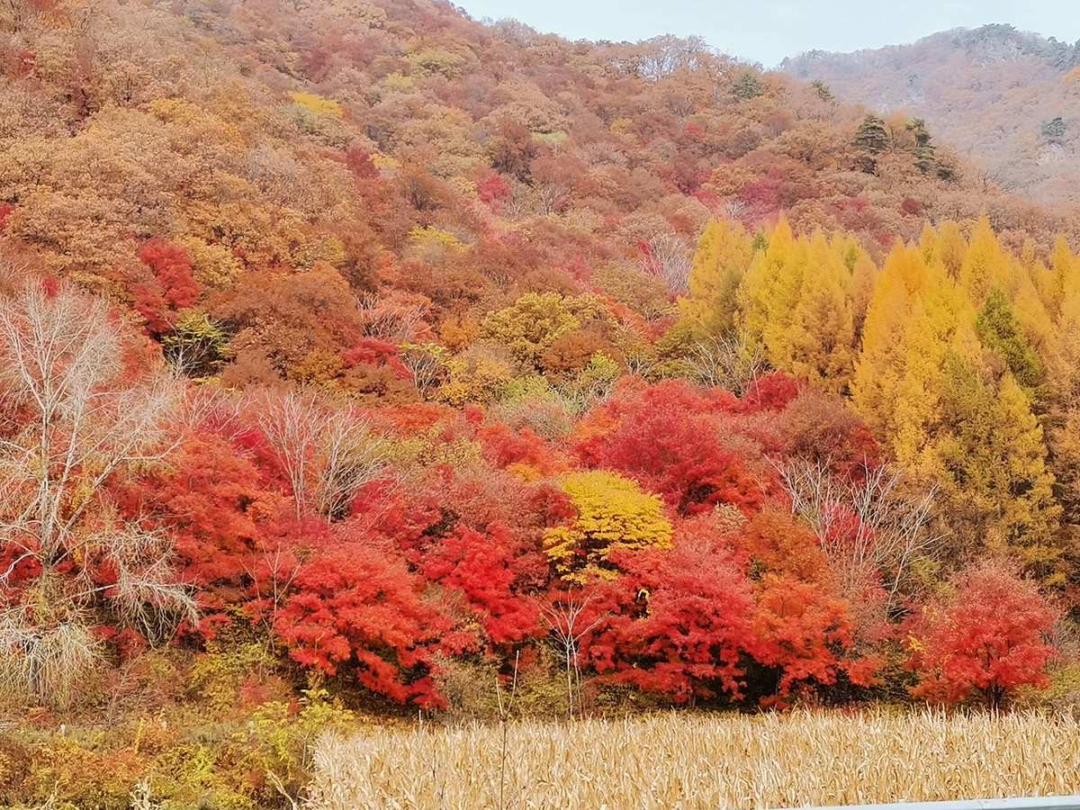 红叶是什么游戏里的_红叶游戏角色_手机游戏 红叶