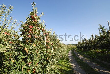 iphone养成类游戏推荐_手机养成类游戏苹果_养成苹果类手机游戏的软件