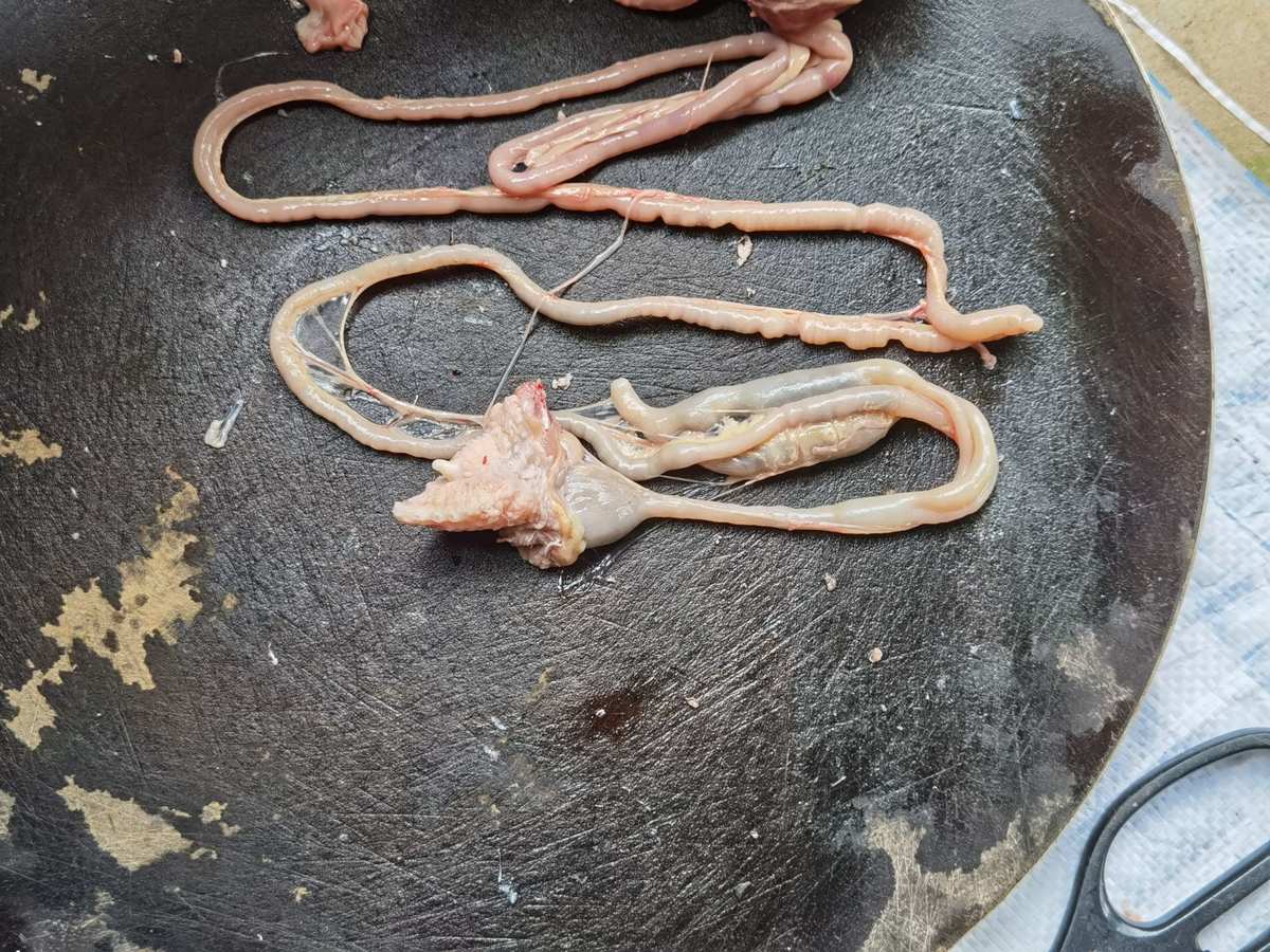 猎肠者_猎肠者_猎肠者