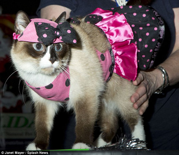 猫咪介绍手机游戏怎么做_手机游戏猫咪介绍_猫咪介绍手机游戏视频