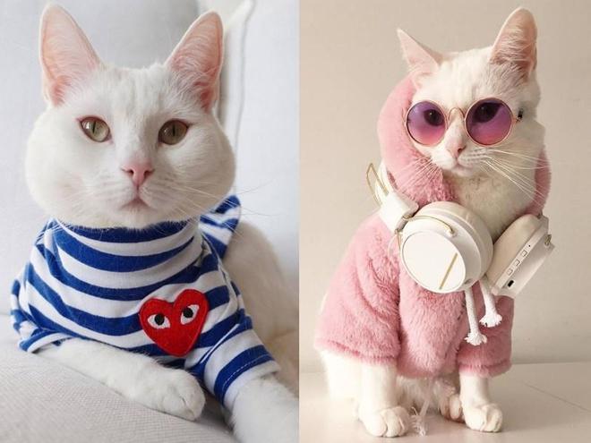 猫咪介绍手机游戏视频_手机游戏猫咪介绍_猫咪介绍手机游戏怎么做