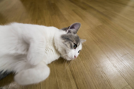 羽川翼是什么意思_羽川翼的猫_如何评价羽川翼