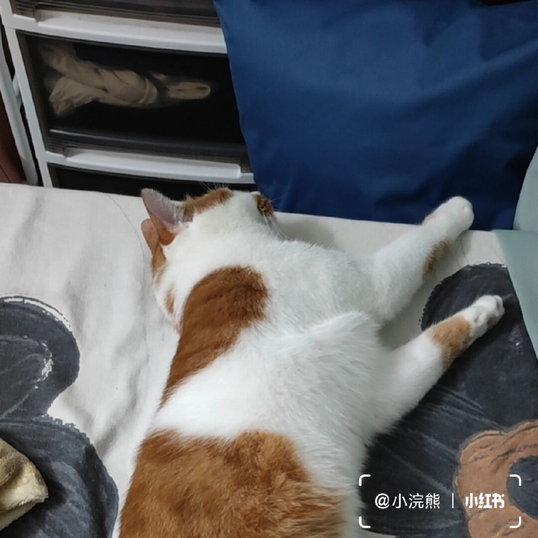 如何评价羽川翼_羽川翼的猫_羽川翼是什么意思