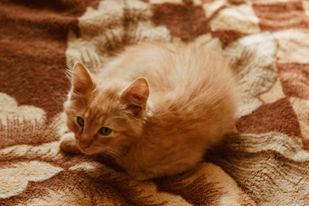 如何评价羽川翼_羽川翼是什么意思_羽川翼的猫