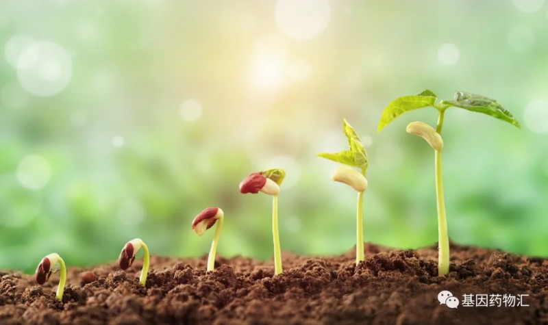 植物动词游戏手机-探秘植物奥秘：一位植物学家的心路历程