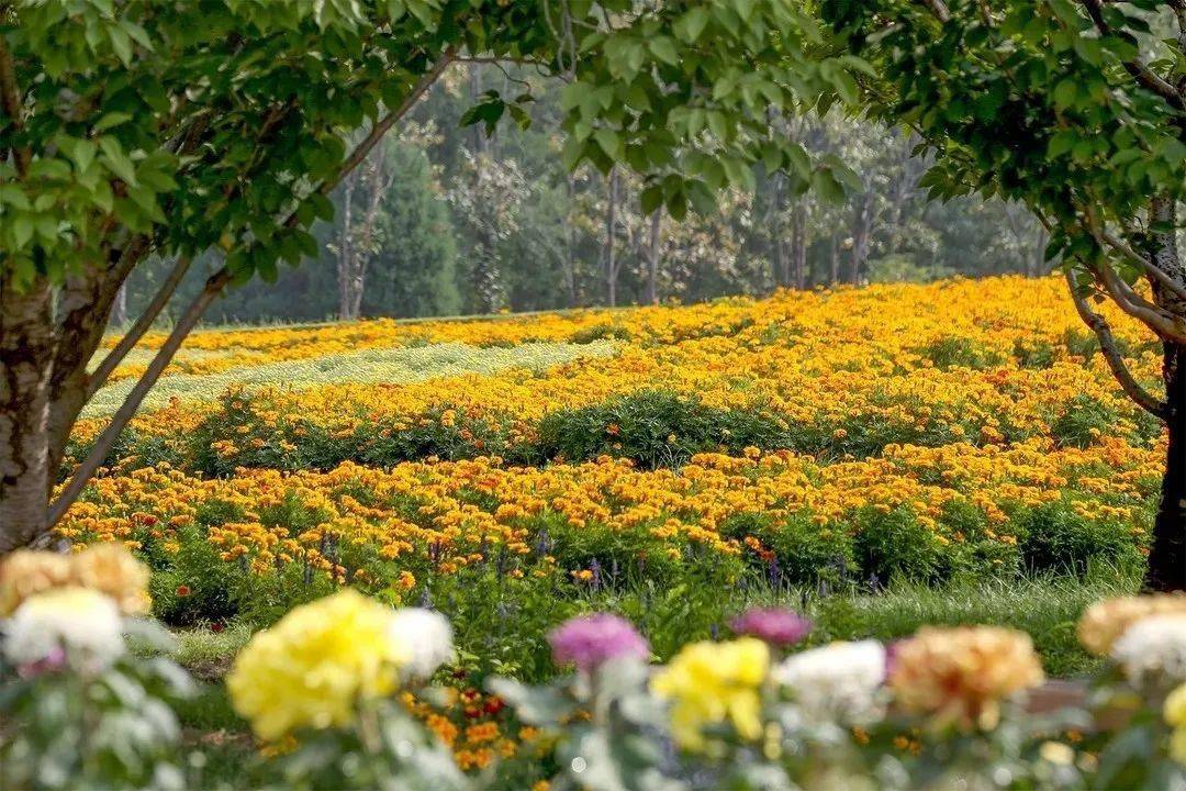 菊花游戏解说百家号_手机游戏白色菊花_菊花游戏币