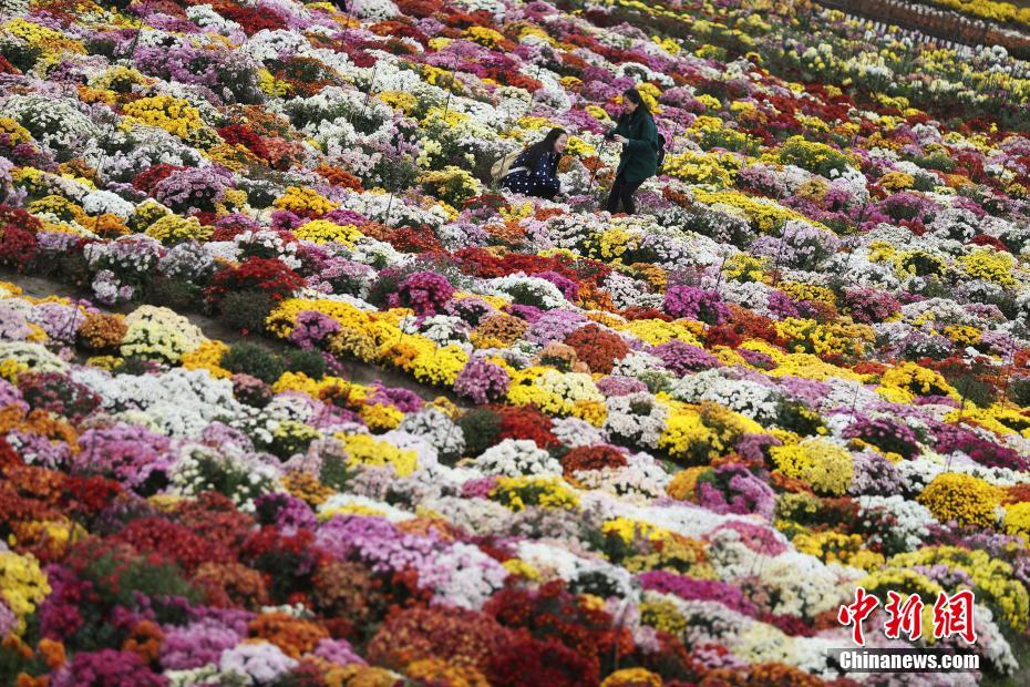 手机游戏白色菊花_菊花游戏币_菊花游戏解说百家号