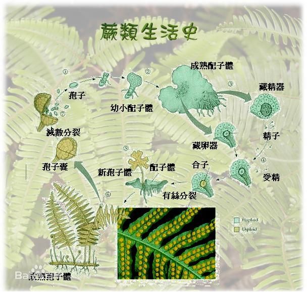 孢子进化手机游戏_孢子进化游戏_手机游戏孢子进化游戏攻略