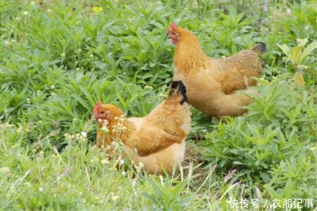 做饭类游戏手机_种田做饭游戏手机_种田做菜游戏
