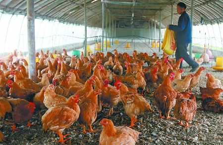 做饭类游戏手机_种田做饭游戏手机_种田做菜游戏