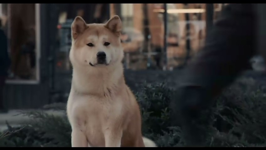 忠犬八公免费完整版_忠犬八公完整版国语版免费_忠犬八公在线看
