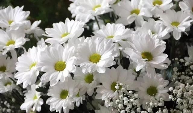 清明节年年都回来扫墓吗_清明节年年都是4月5号吗_2022年清明节
