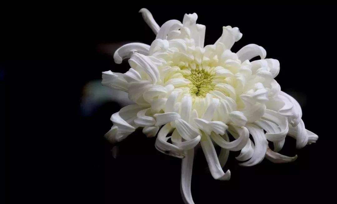 清明节年年都是4月5号吗_清明节年年都回来扫墓吗_2022年清明节