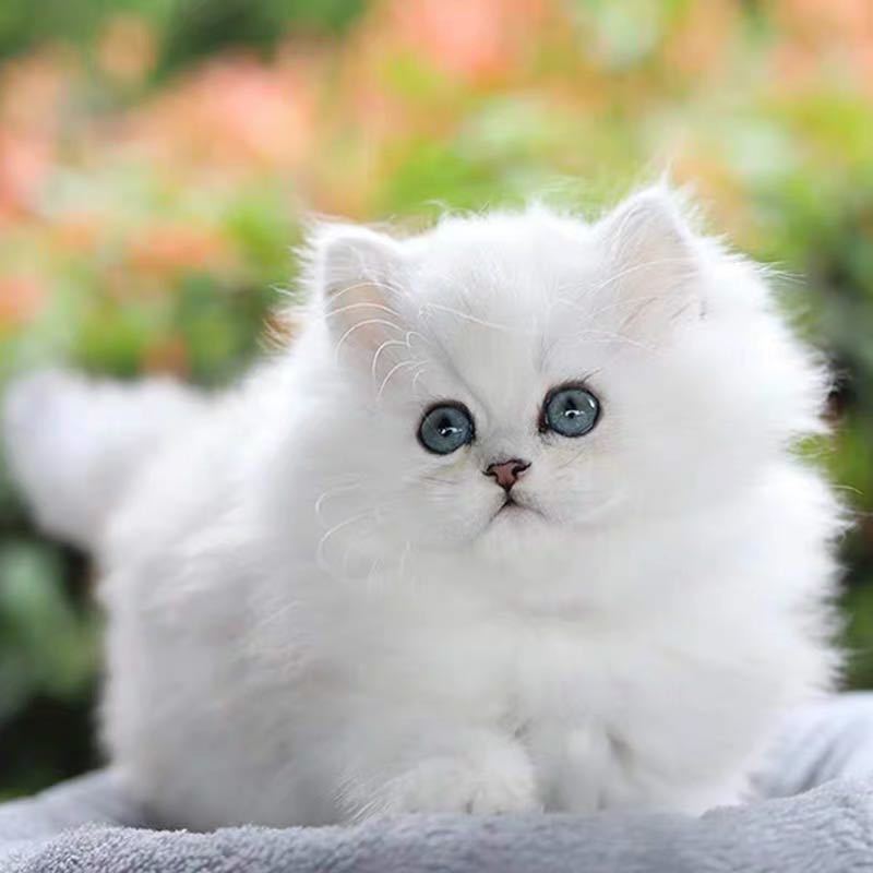 手机游戏安吉拉猫-校长管理学校，却痴迷安吉拉猫：她的可爱让我忘记烦恼