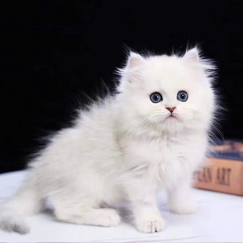 手机游戏安吉拉猫_安吉拉猫咪恐怖传说_猫安吉拉