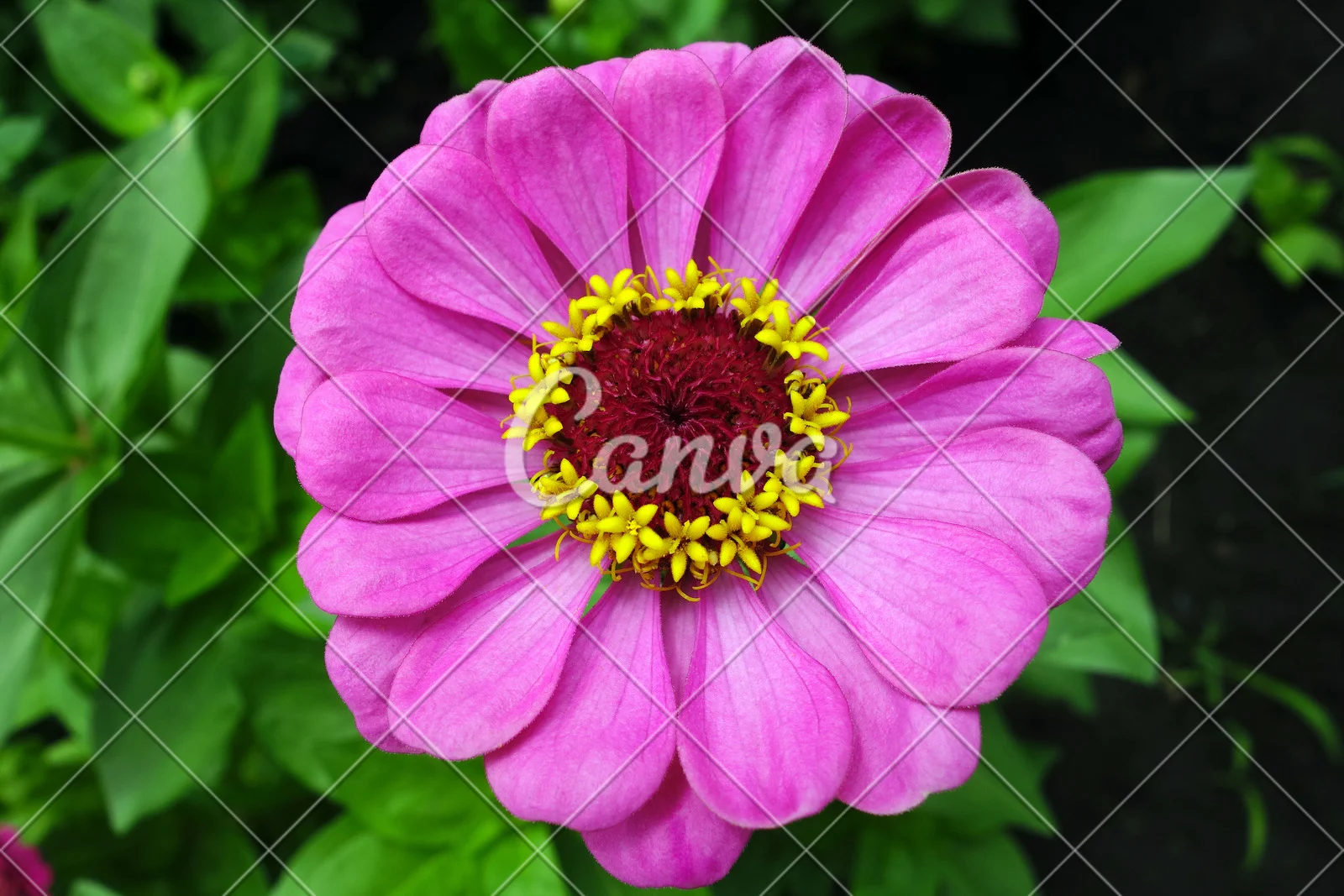 天道花怜_天道花怜是什么动漫_天道花玲