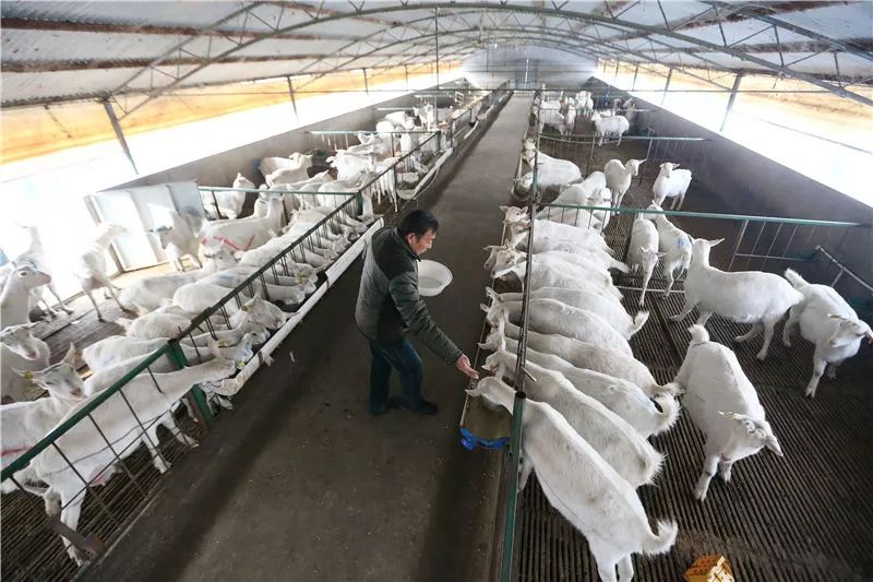 能控制游戏的软件_控制羊的游戏_手机能控制羊的游戏