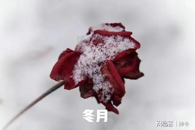 冬月是哪个月_冬月月是指哪个月_冬月月是哪一个月