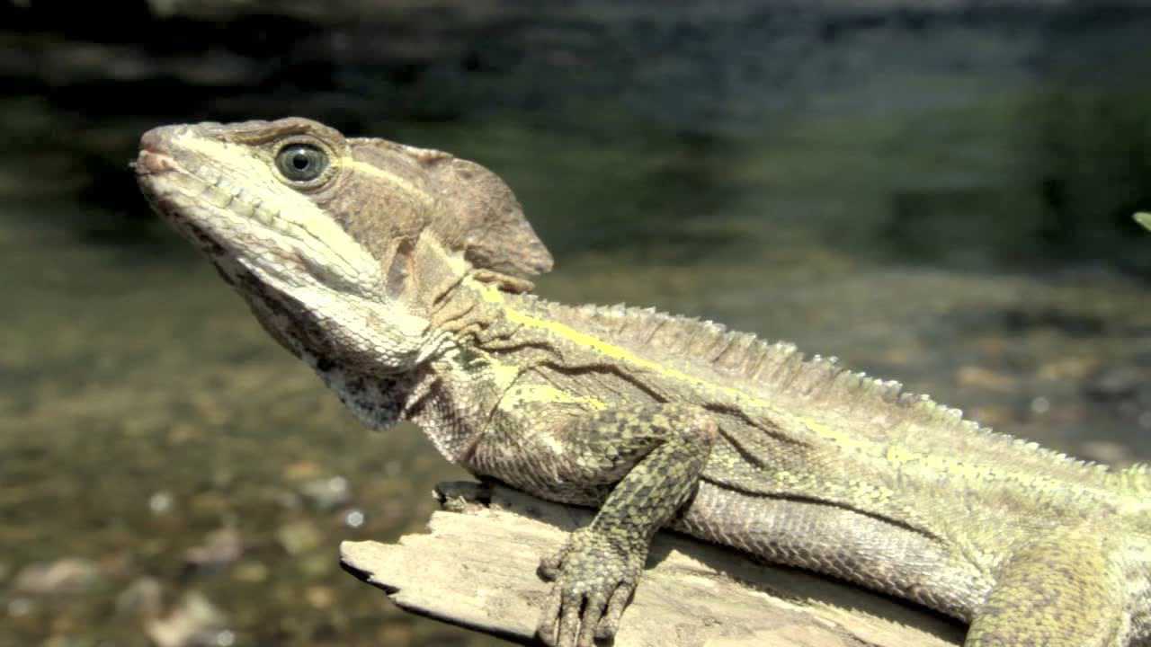 圣蜥_蜥孽图片_孽蜥