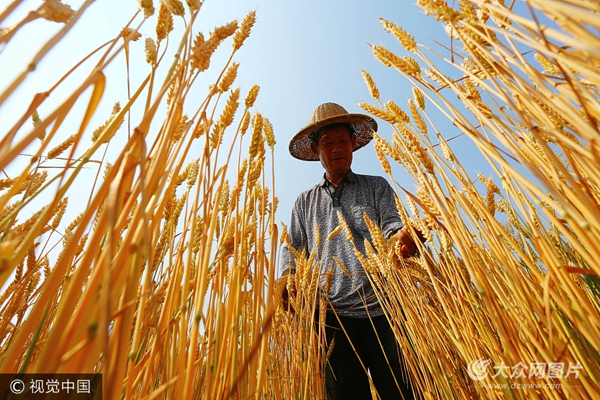 小满是第几个节气_节气小满是反应哪种现象的节气_节气小满是几月几号