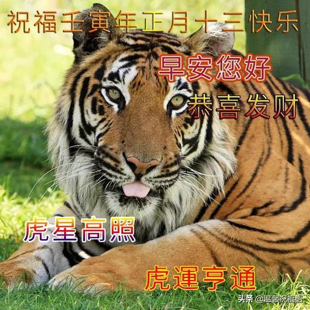 虎年_虎年出生的年份有哪些_虎年2024年运势及运程