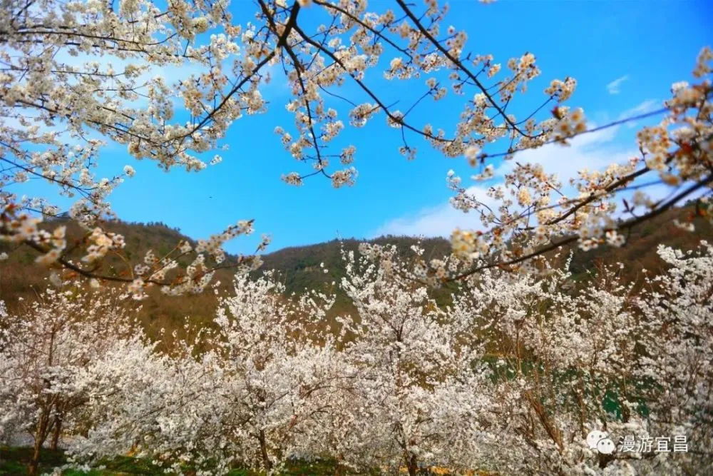 春日樱-春风拂面，樱花盛宴开启