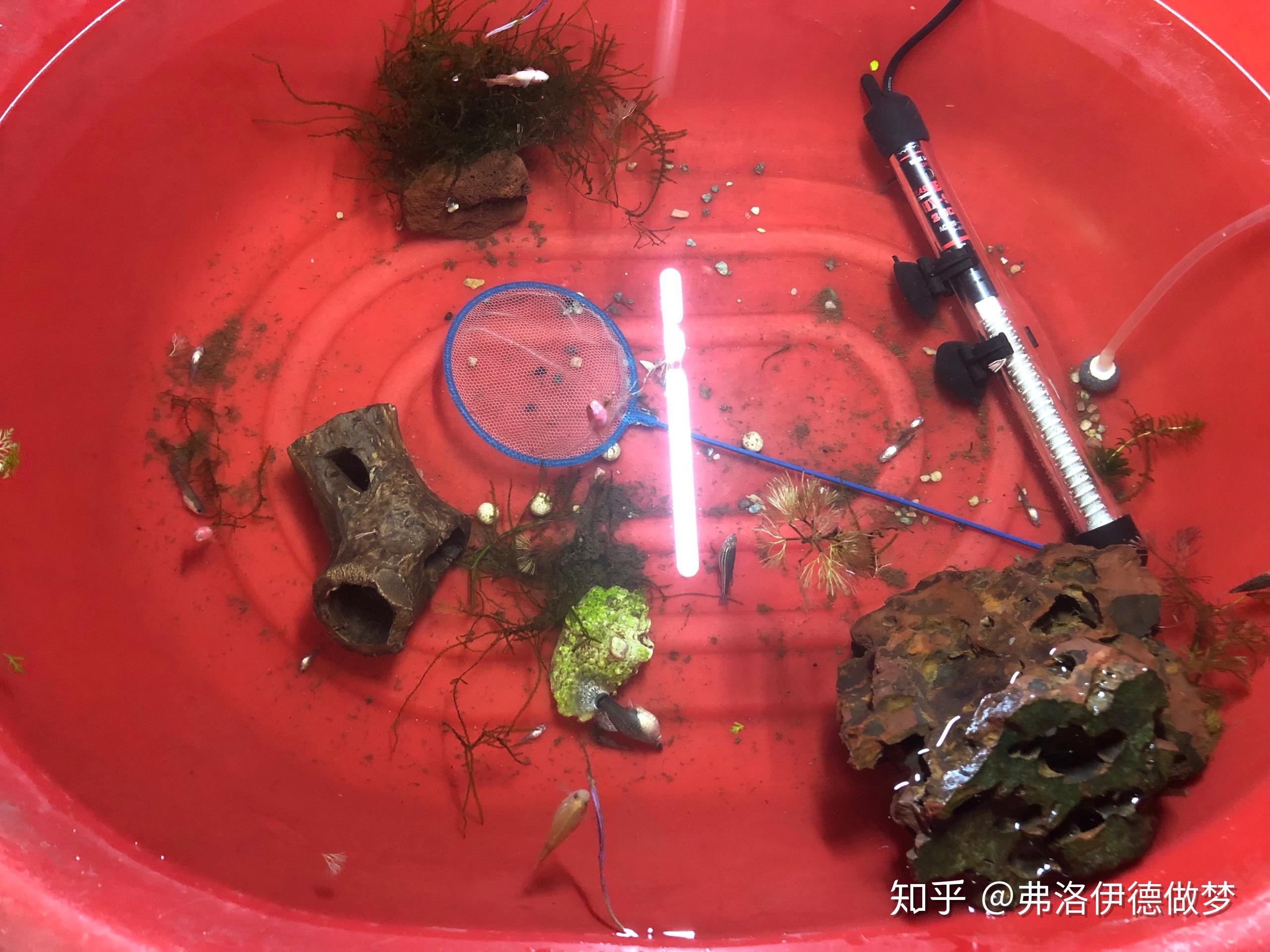 最火养鱼游戏_手机上养鱼的游戏大全_养鱼游戏app