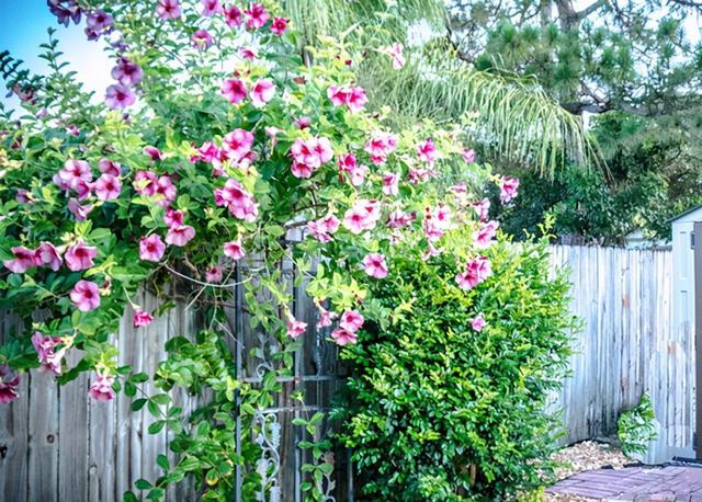 种花的手机游戏_种花小游戏手机_种花游戏单机