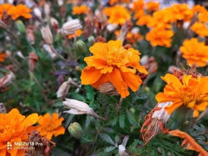 魅族max_魅族MAX_魅族MAX4por