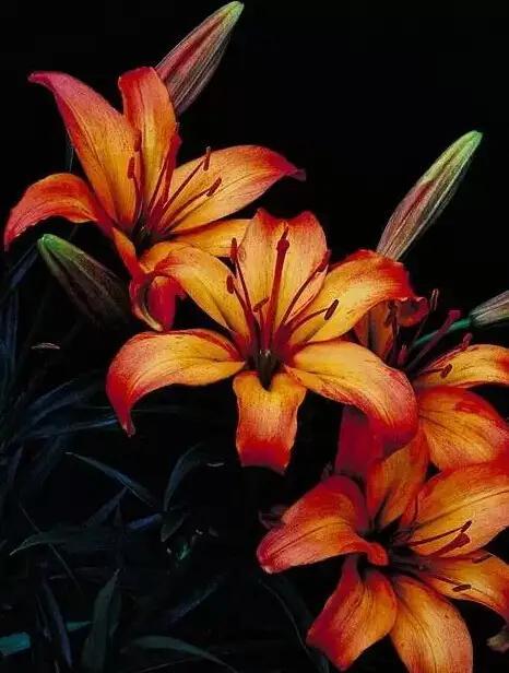 女女百合污小说_百合女_女女百合过程漫画