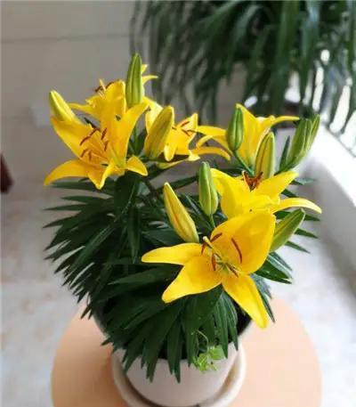 女女百合过程漫画_百合女_女女百合污小说