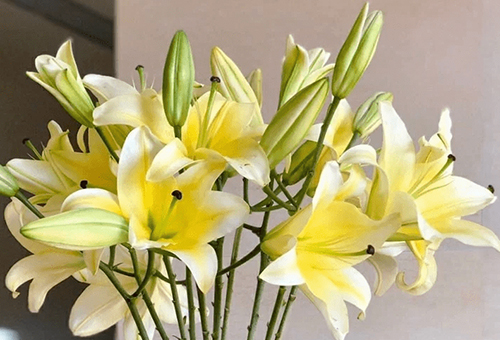 女女百合过程漫画_百合女_女女百合污小说