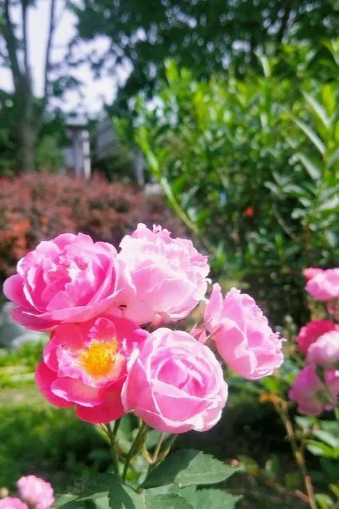 堀京子_堀京子_堀京子