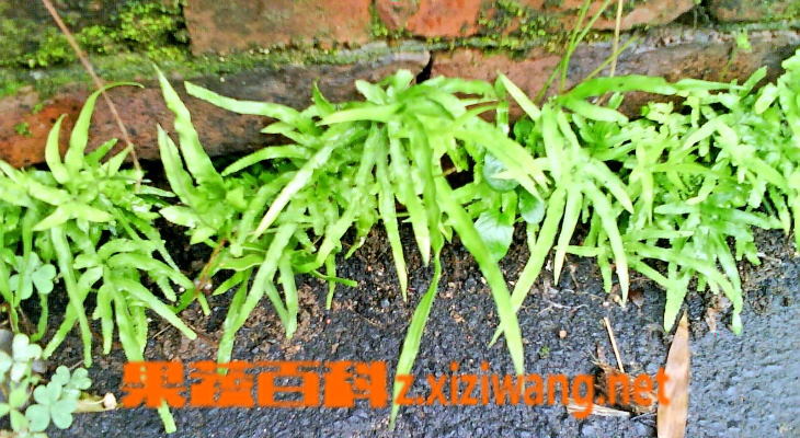 肥志百科_肥志百科动画_肥志百科植物篇