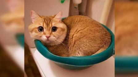 猫忍之心_猫忍之心_猫忍之心