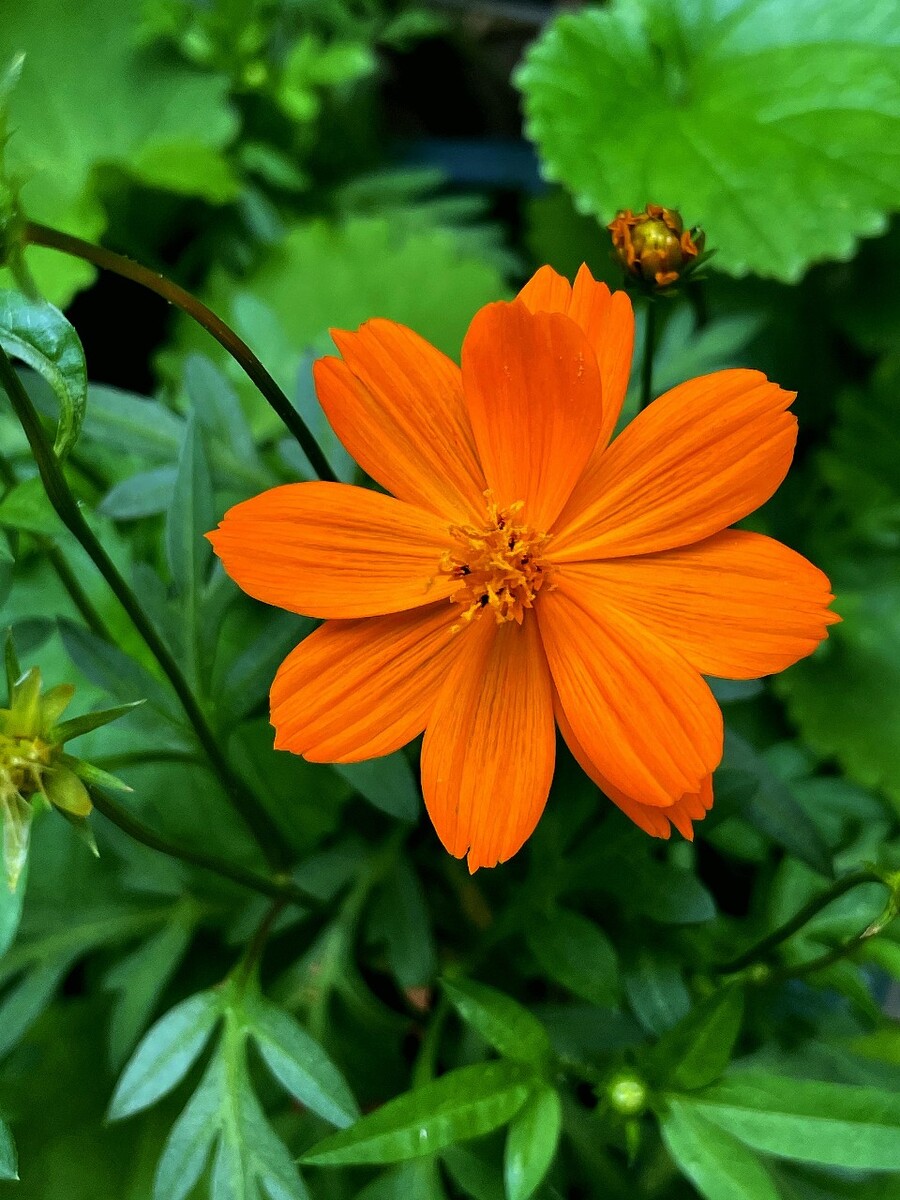 希儿连招_希儿大招台词_艾希大招台词