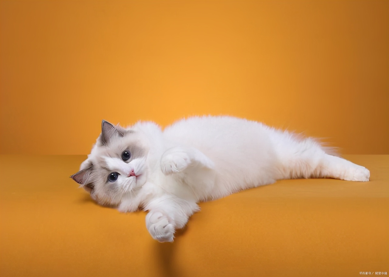 小红龙图片_小红龙_魔兽世界60黑翼小红龙