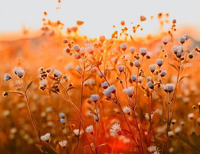 来自深渊剧场版与tv版_来自深渊剧场版和tv版区别_来自深渊剧场版