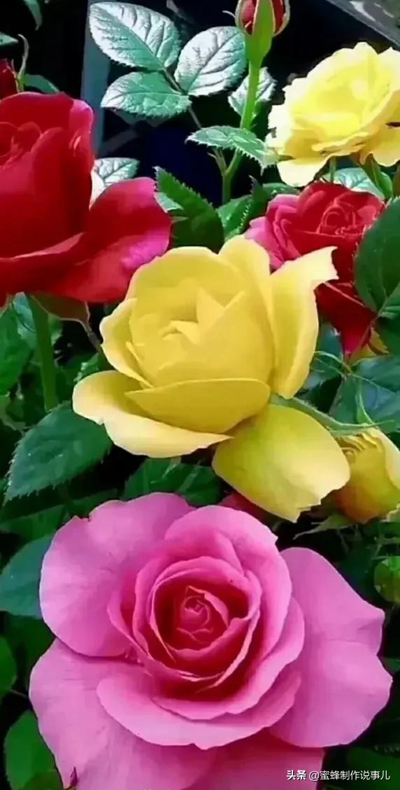 花神_花神月貌_十二月花神