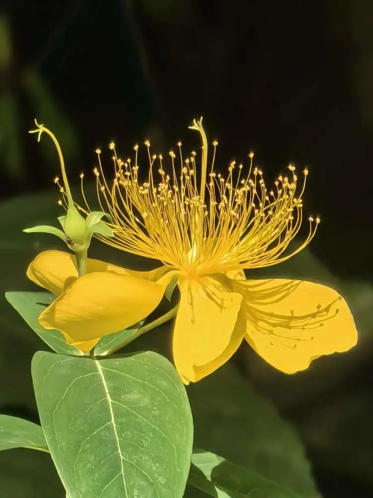 十二月花神_花神月貌_花神