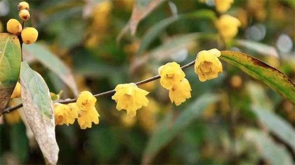 花神_十二月花神_花神月貌