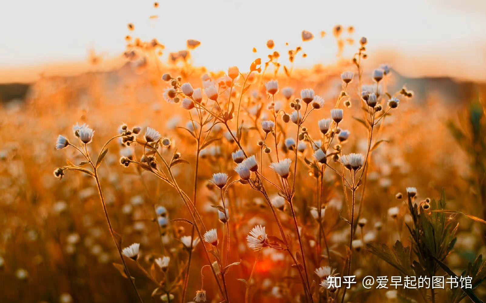 变形计青春v记录综艺节目_青春变形记_变形计青春作伴全集